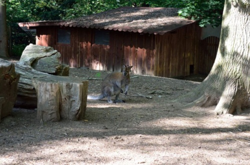 Jaguar meeting Vlasim 2019_157