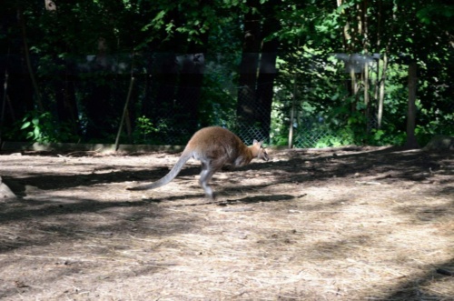 Jaguar meeting Vlasim 2019_158