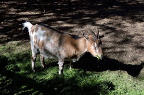 Jaguar meeting Vlasim 2019_159