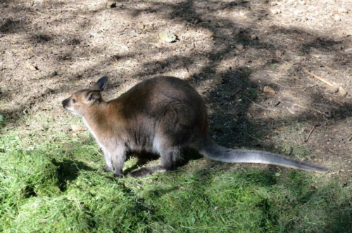 Jaguar meeting Vlasim 2019_160