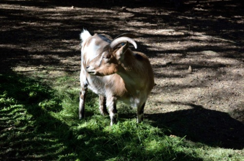 Jaguar meeting Vlasim 2019_161