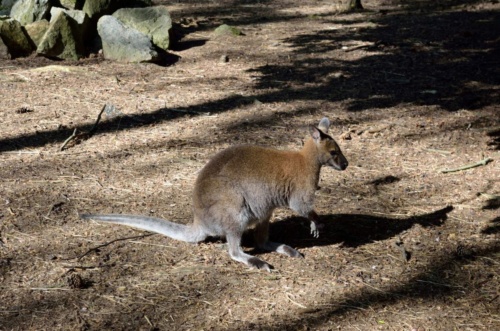 Jaguar meeting Vlasim 2019_162