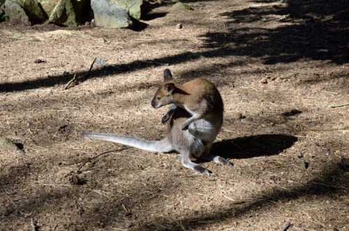 Jaguar meeting Vlasim 2019_163