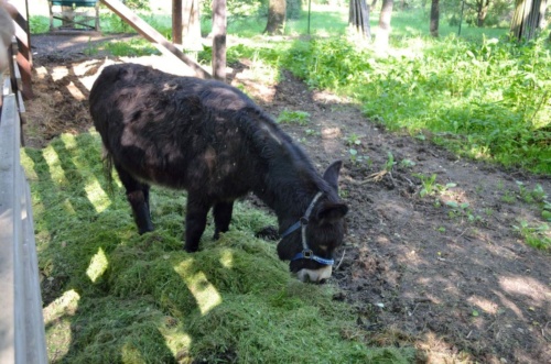 Jaguar meeting Vlasim 2019_164