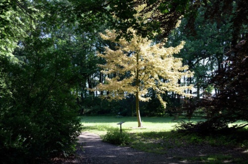 Jaguar meeting Vlasim 2019_165