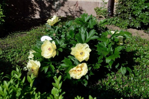 Jaguar meeting Vlasim 2019_170