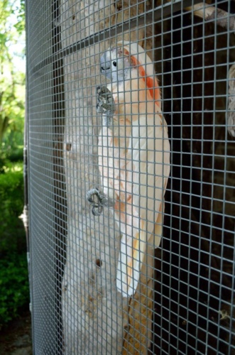 Jaguar meeting Vlasim 2019_172