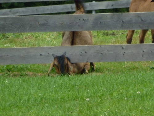 Jaguar meeting Vysočina 2013_316