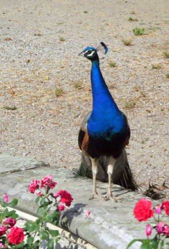 Jaguar sraz Litomerice 2018_133