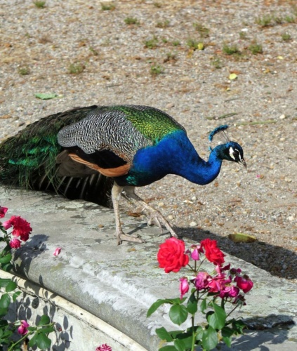 Jaguar sraz Litomerice 2018_134