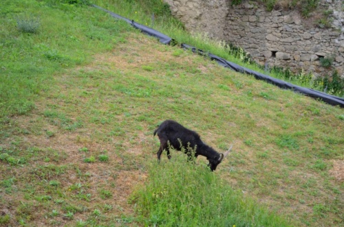 Jaguar sraz Luhačovice 2017_116