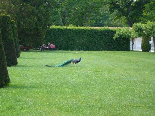 Jaguar tour 2012 II_09