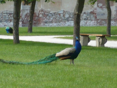 Jaguar tour 2012 II_11