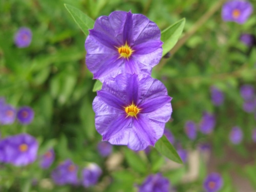 Orlicke hory Jaguar Meeting 2020 - Pelech_159