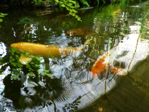 Sout Moravia Jaguar Meeting 2011_67