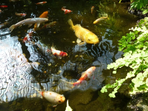 Sout Moravia Jaguar Meeting 2011_68