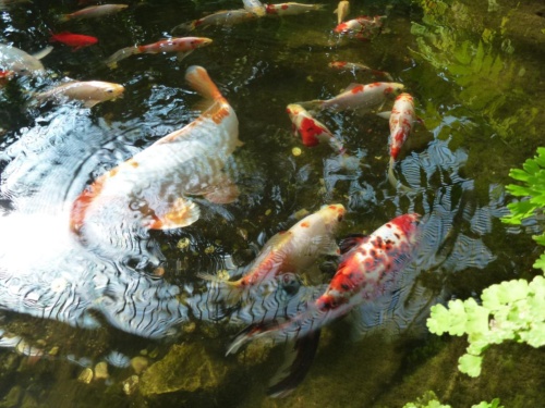 Sout Moravia Jaguar Meeting 2011_69