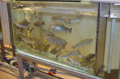 Vánoční besídka 2018 - JEC_22